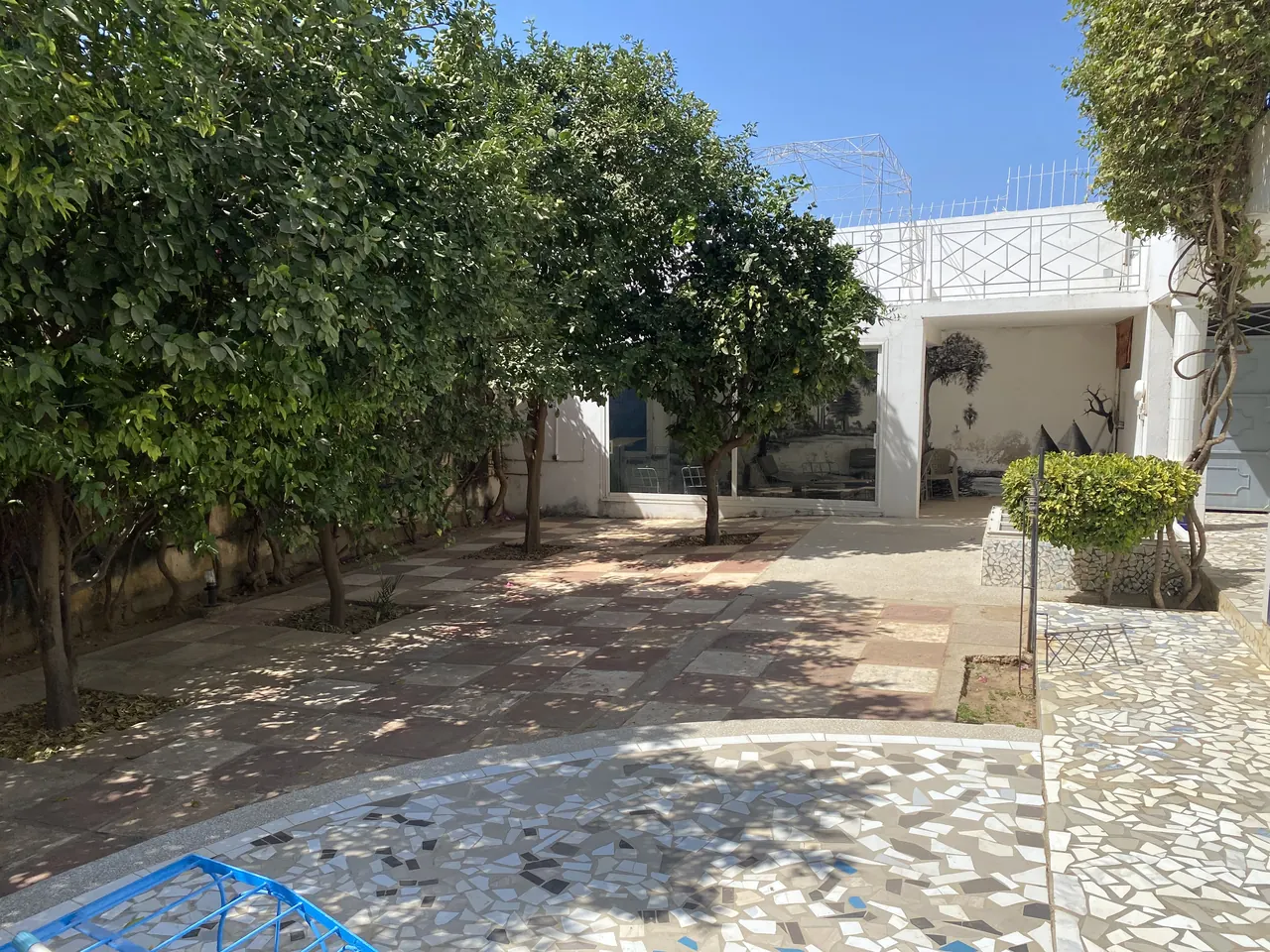 Cour plantée d'agrumes avec dallage en mosaïque
