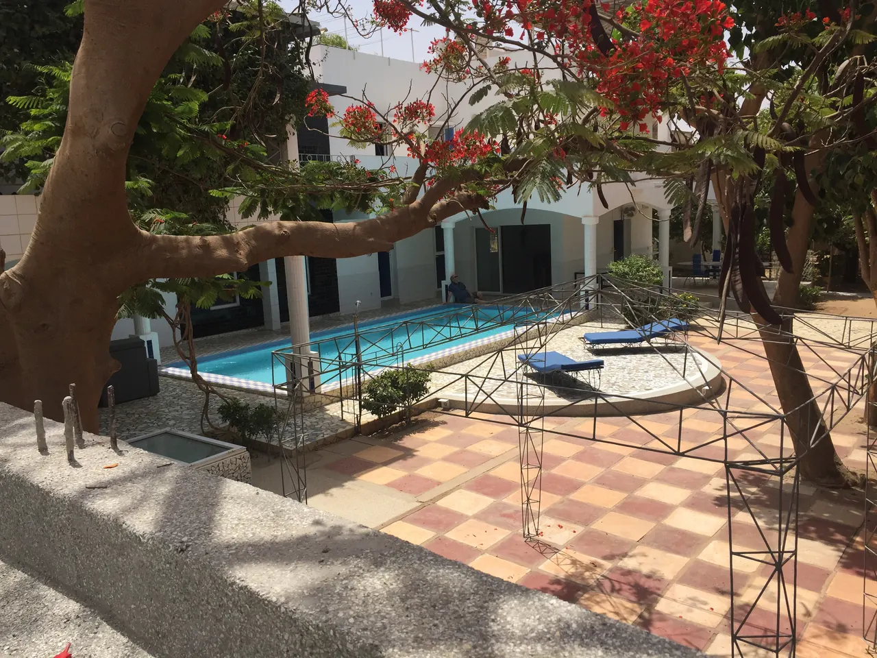 Jardin, flamboyant en fleurs et piscine