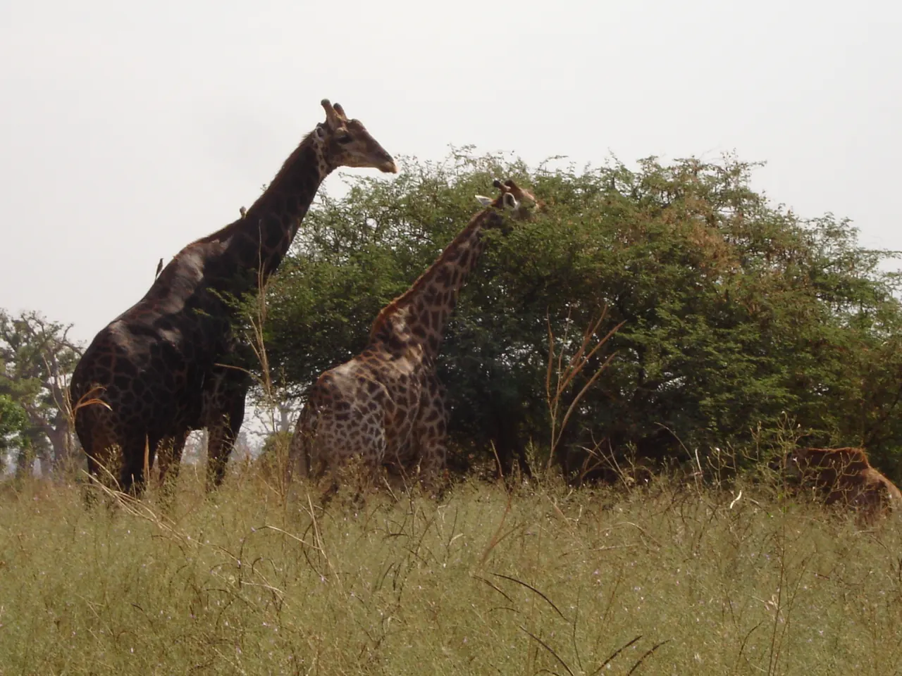 Girafes dans la réserve voisine