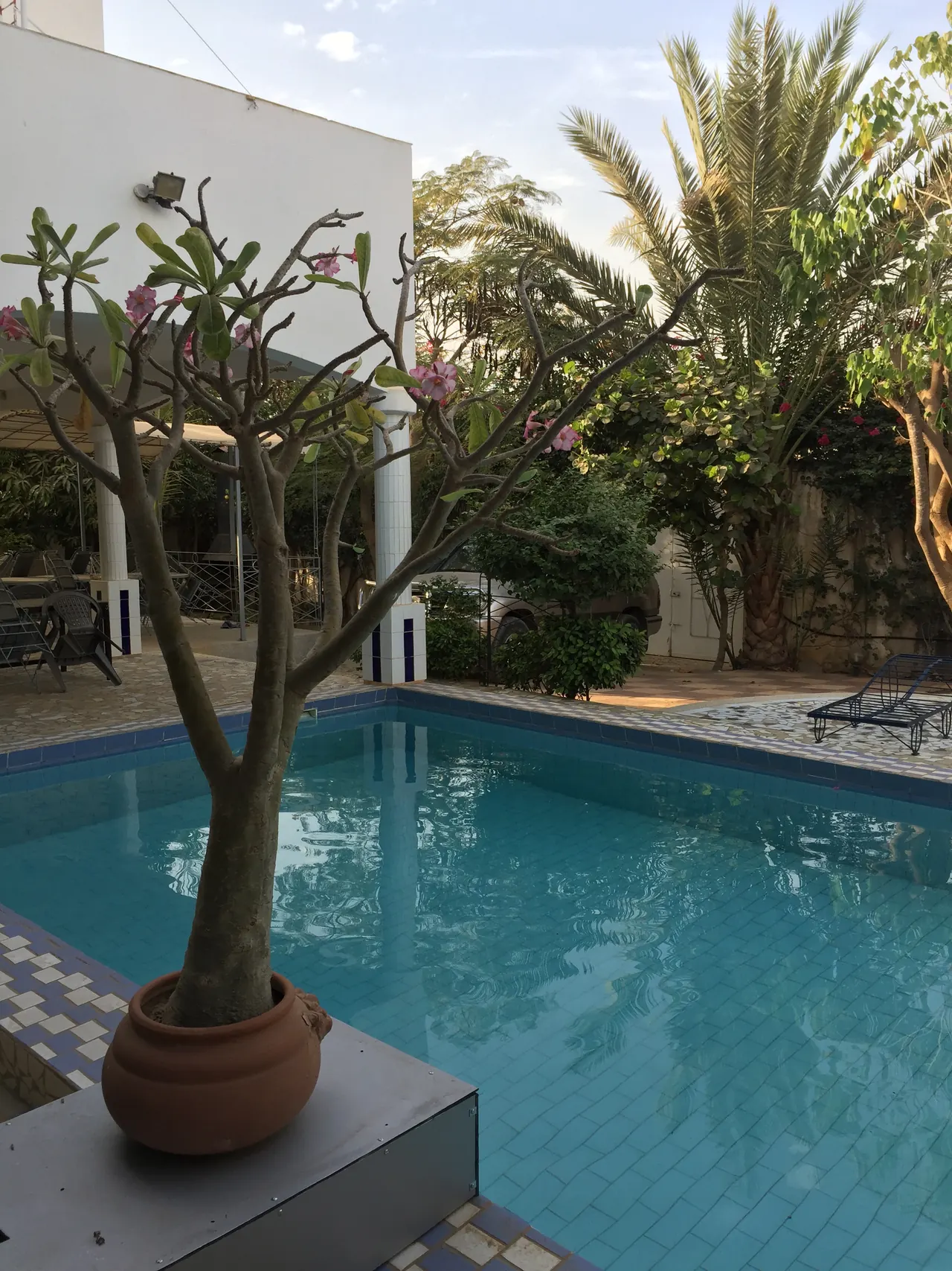 Piscine et frangipanier en pot